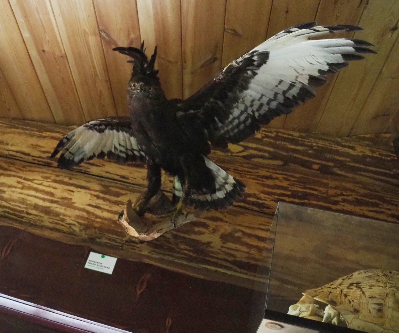 long-crested eagle (Lophaetus occipitalis) specimen, 2022-05-17