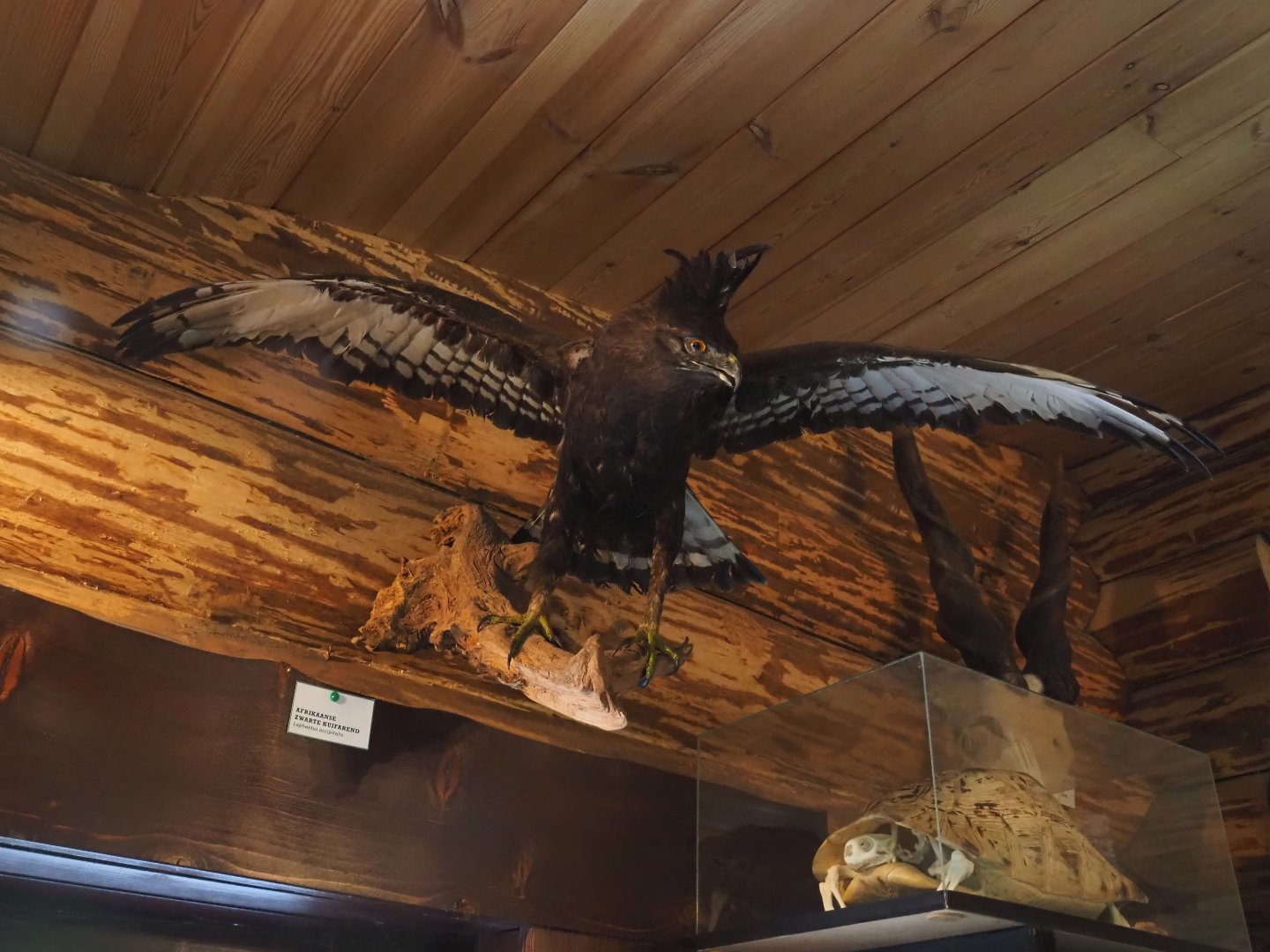 Long-crested eagle (Lophaetus occipitalis) taxidermy specimen and Leopard tortoise (Stigmochelys pardalis) skeleton, 2024-04-14