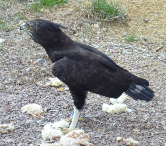 Long-crested eagle (Lophaetus occipitalis)