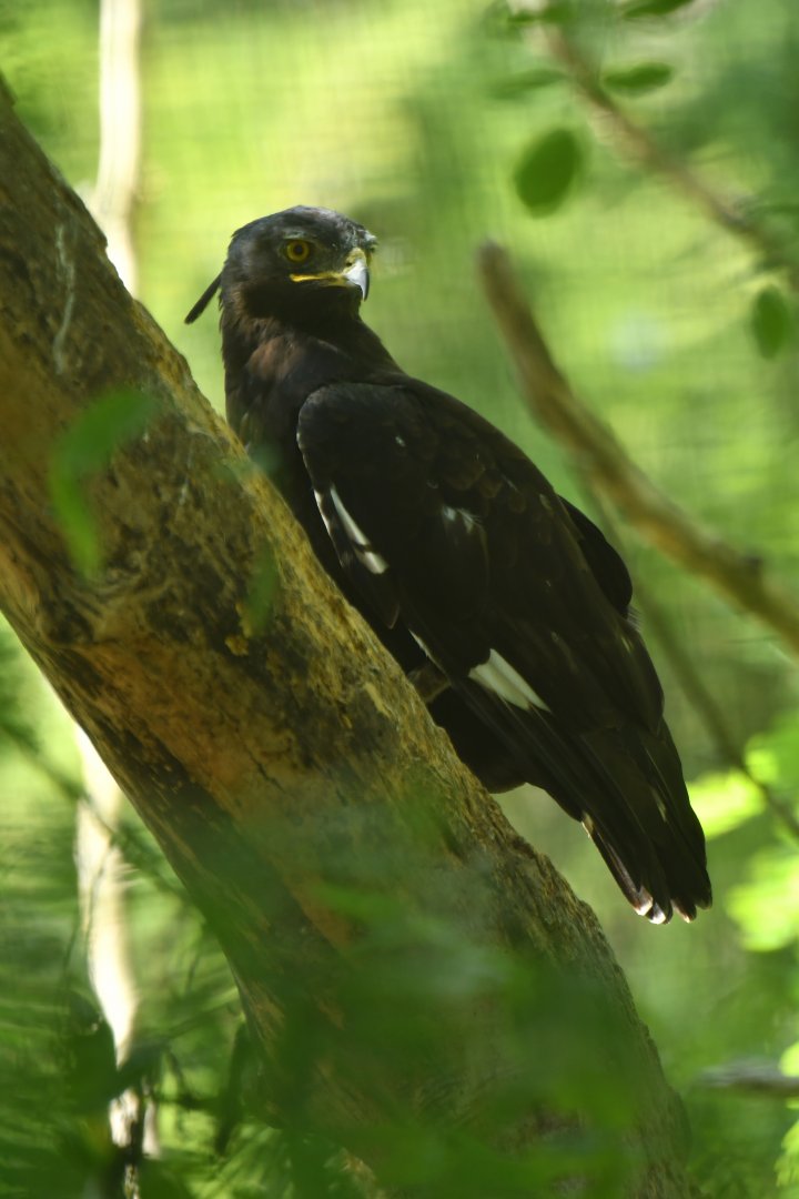 Long-crested Eagle Lophaetus occipitalis