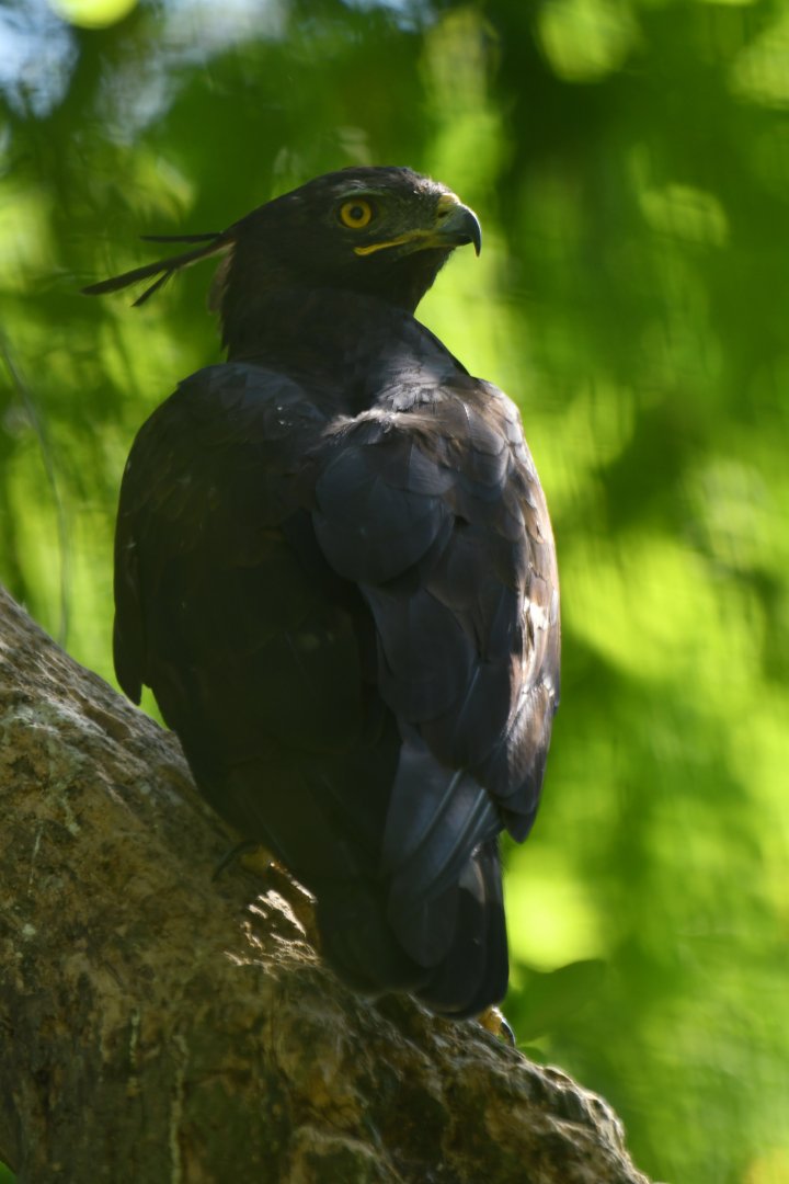 Long-crested Eagle Lophaetus occipitalis