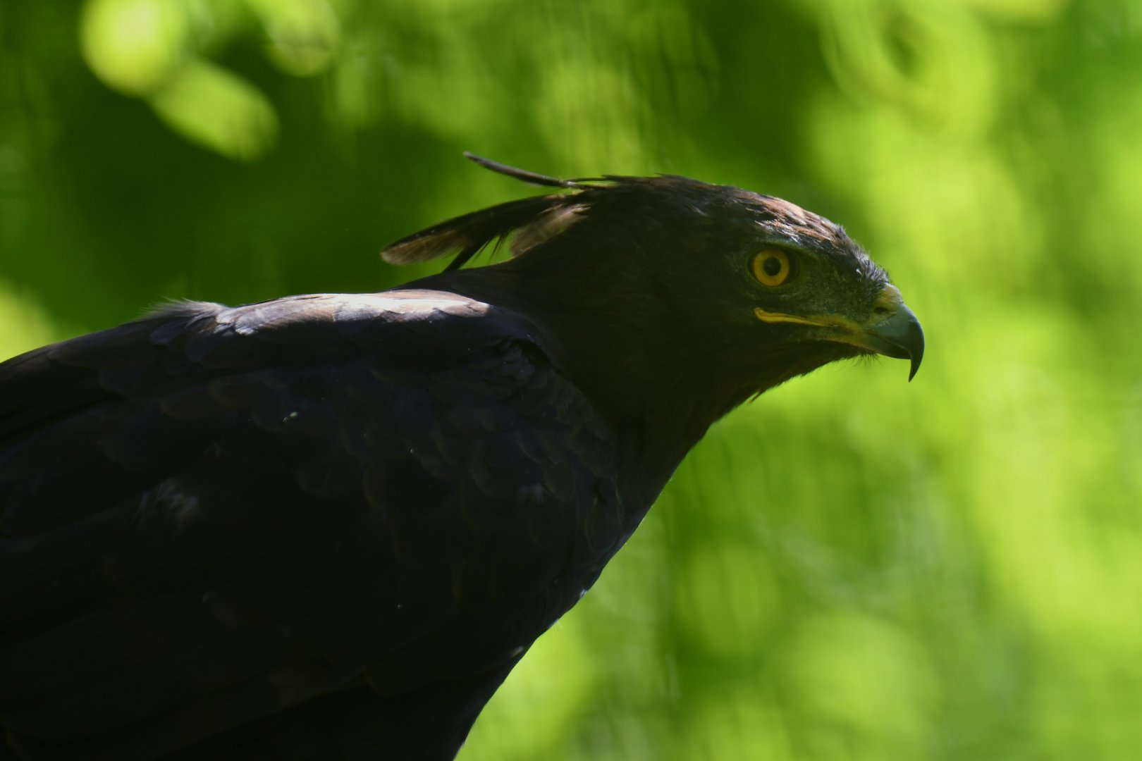 Long-crested Eagle Lophaetus occipitalis