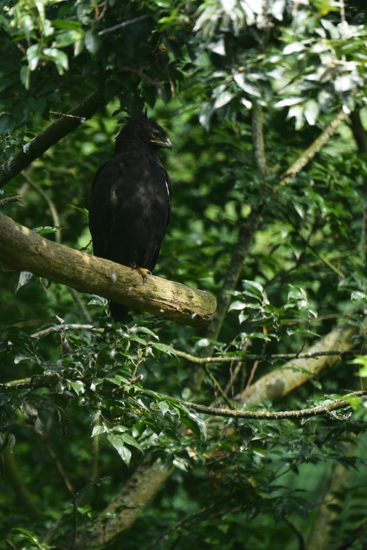 Long-crested Eagle Lophaetus occipitalis