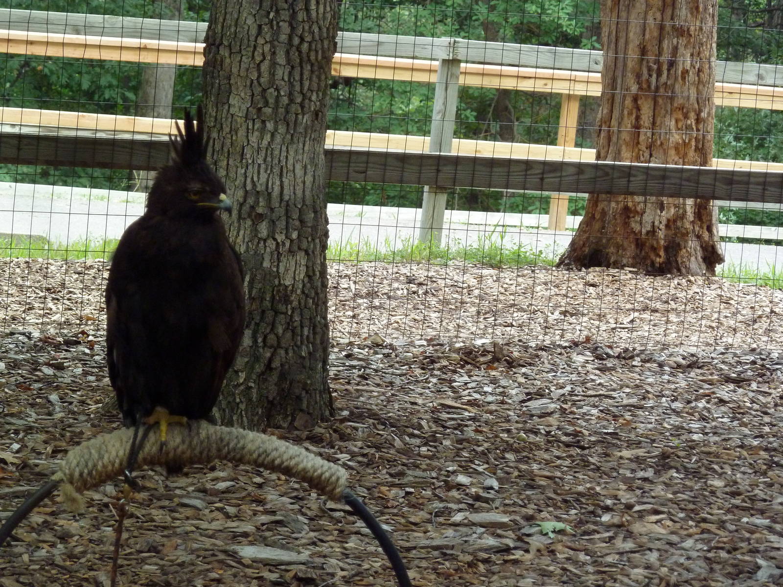 Long-Crested Eagle (slightly blurry photo)