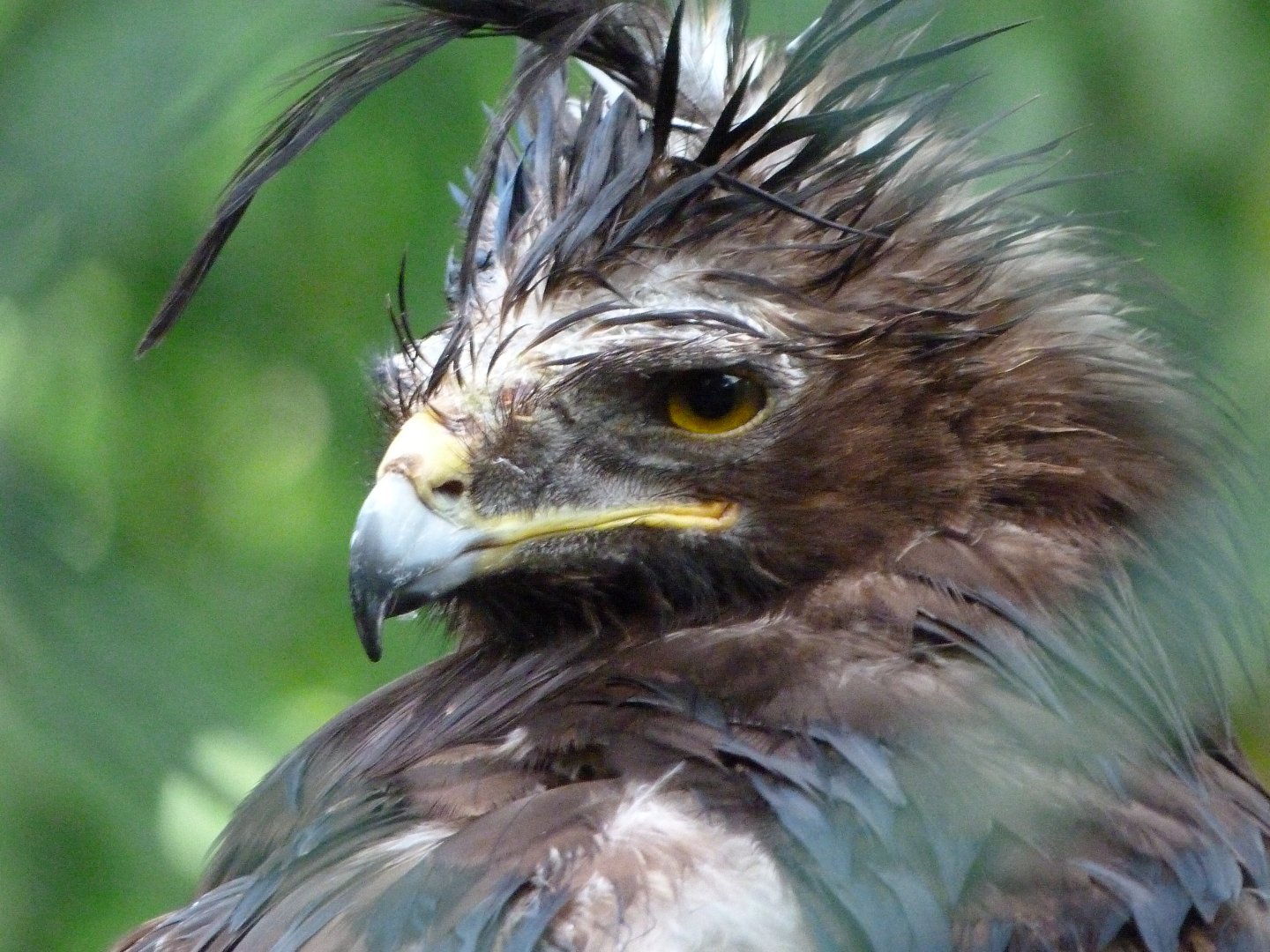 Long-crested eagle -ZooParc de Beauval (2025)