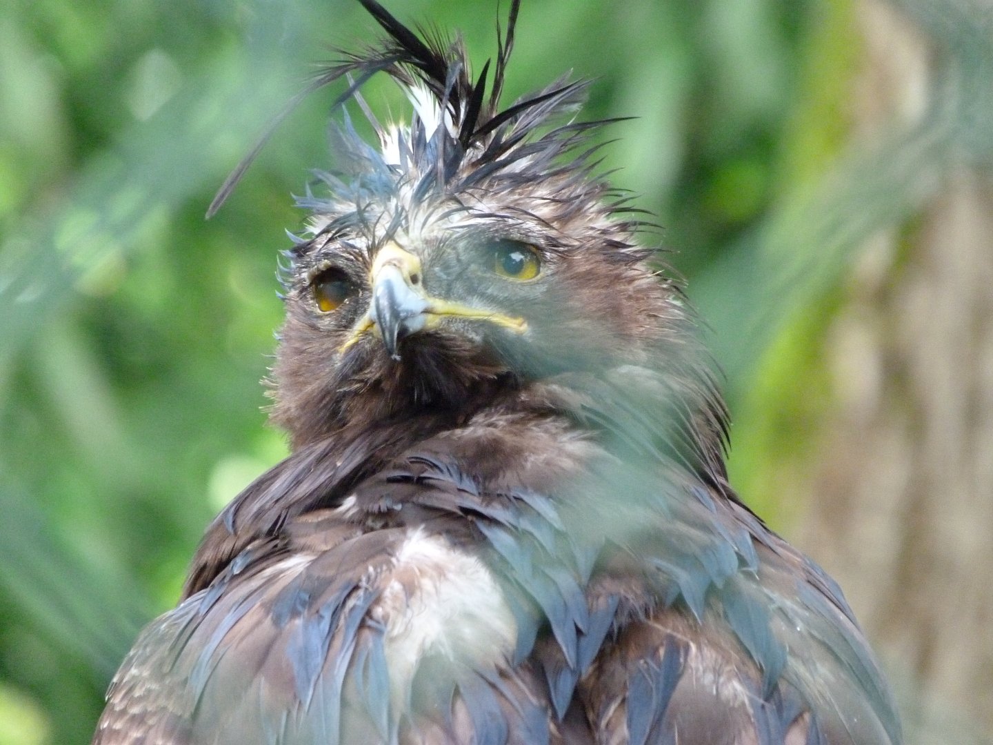 Long-crested eagle -ZooParc de Beauval (2025)
