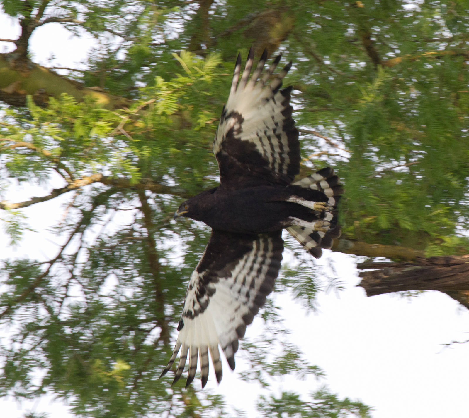 Long Crested Eagle
