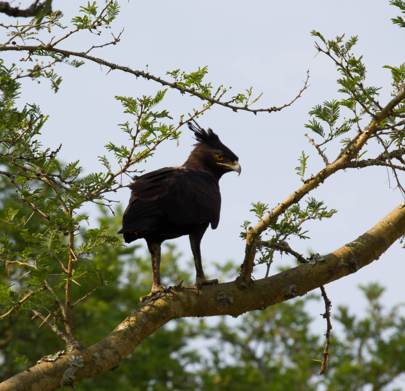 Long Crested Eagle