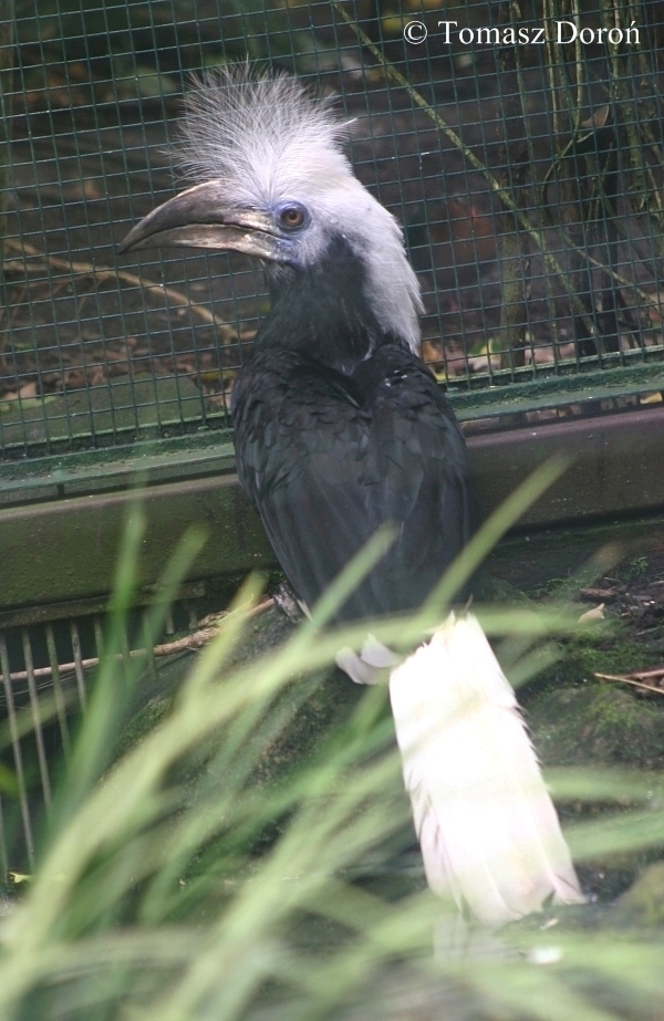 Long-crested Hornbill (Berenicornis comatus / Aceros comatus) - female. Oct
