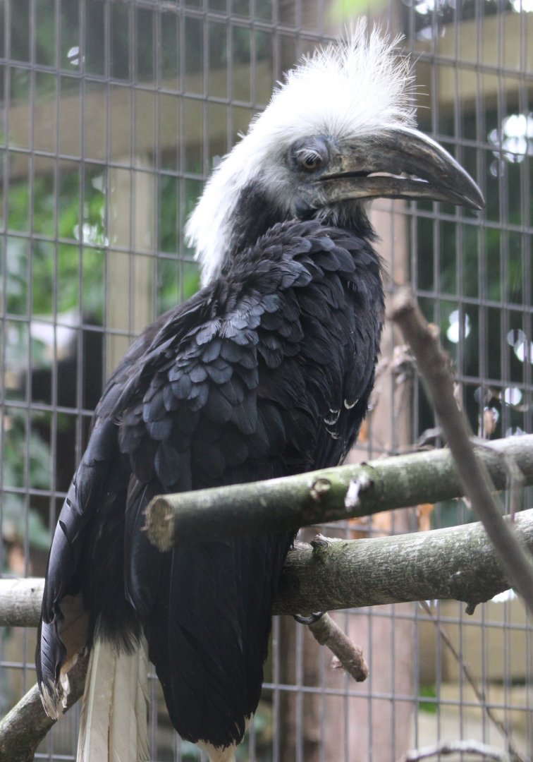 Long-crested hornbill - female