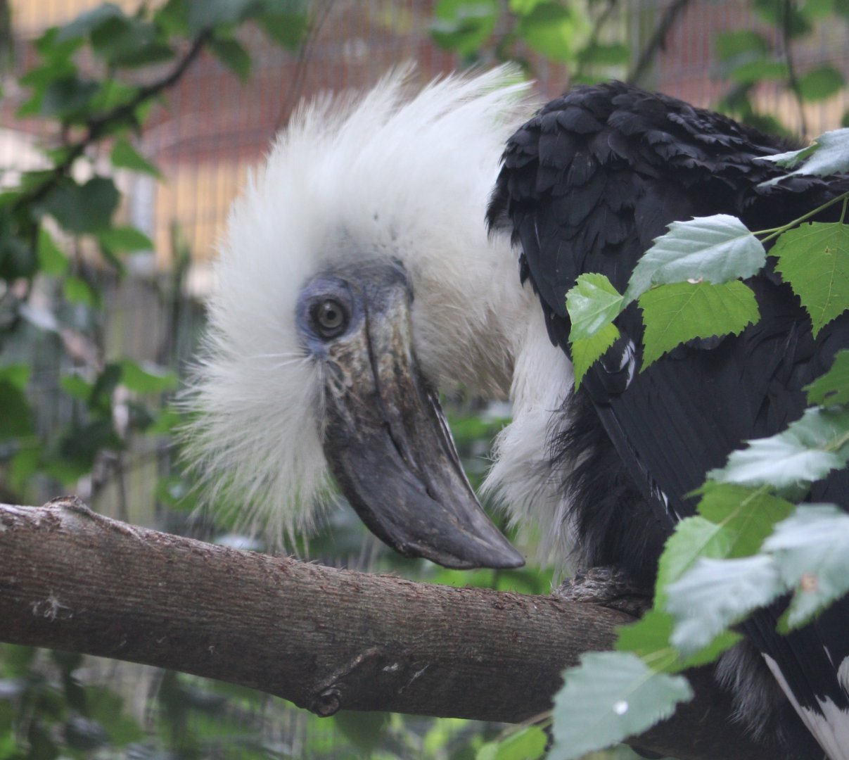 Long-crested hornbill - male