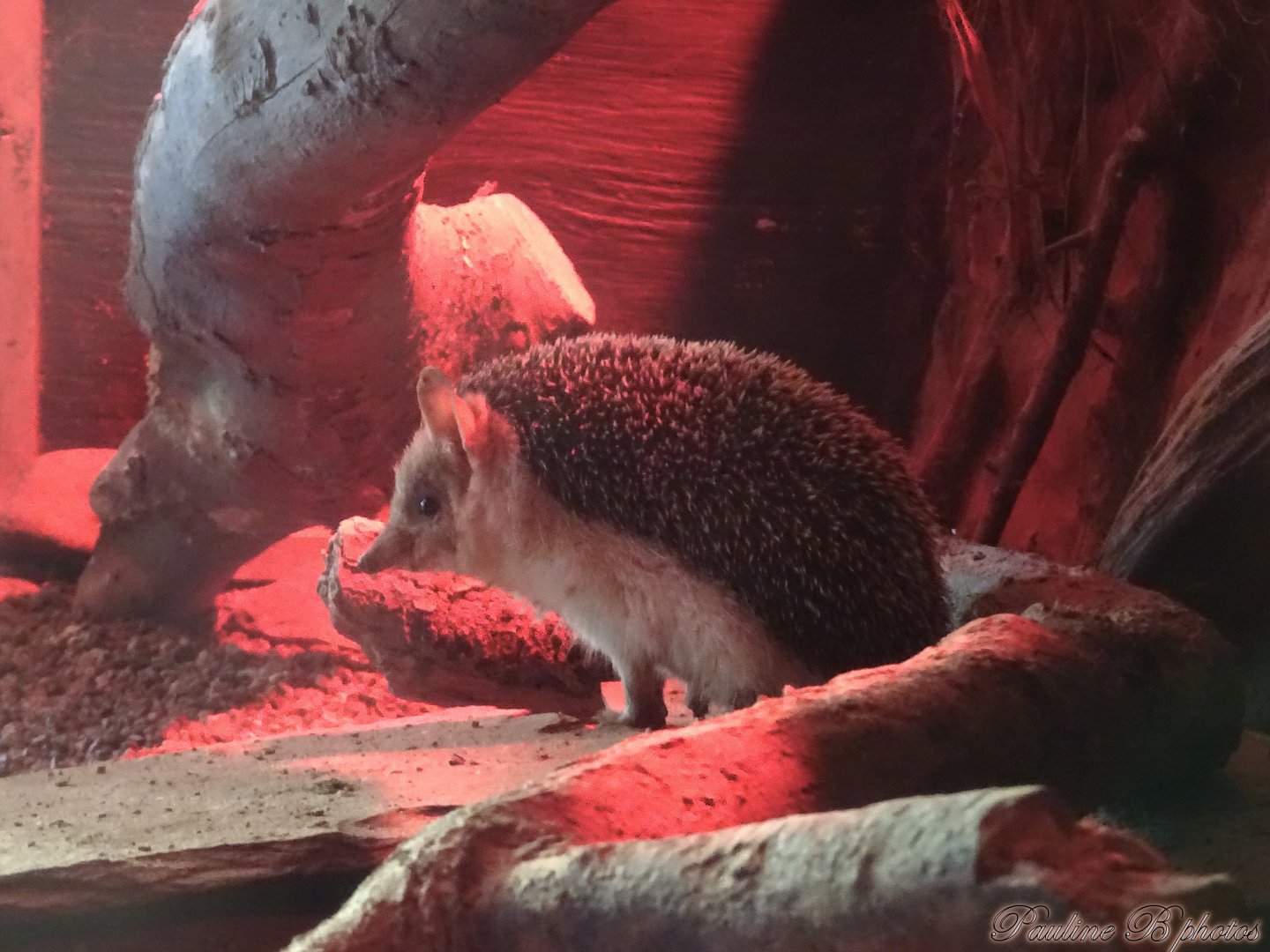 Long-Eared Hedgehog  16 November 2025