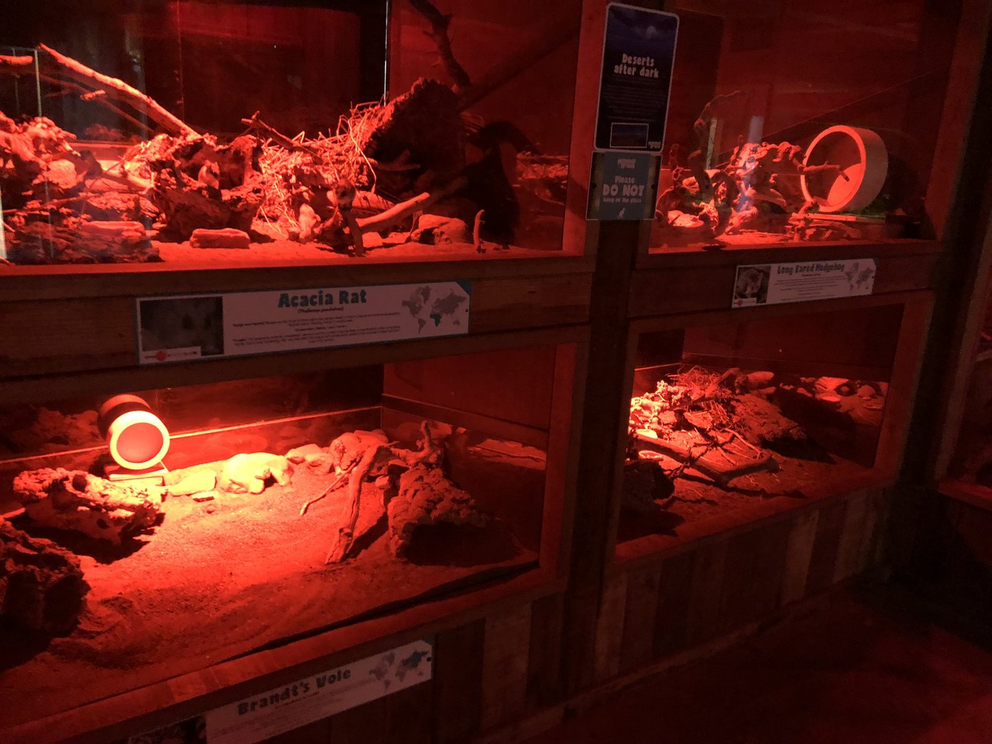 Long-eared Hedgehog, Acacia Rat and Brandt's Vole Enclosures at Cannon Hall Farm (September 2023)