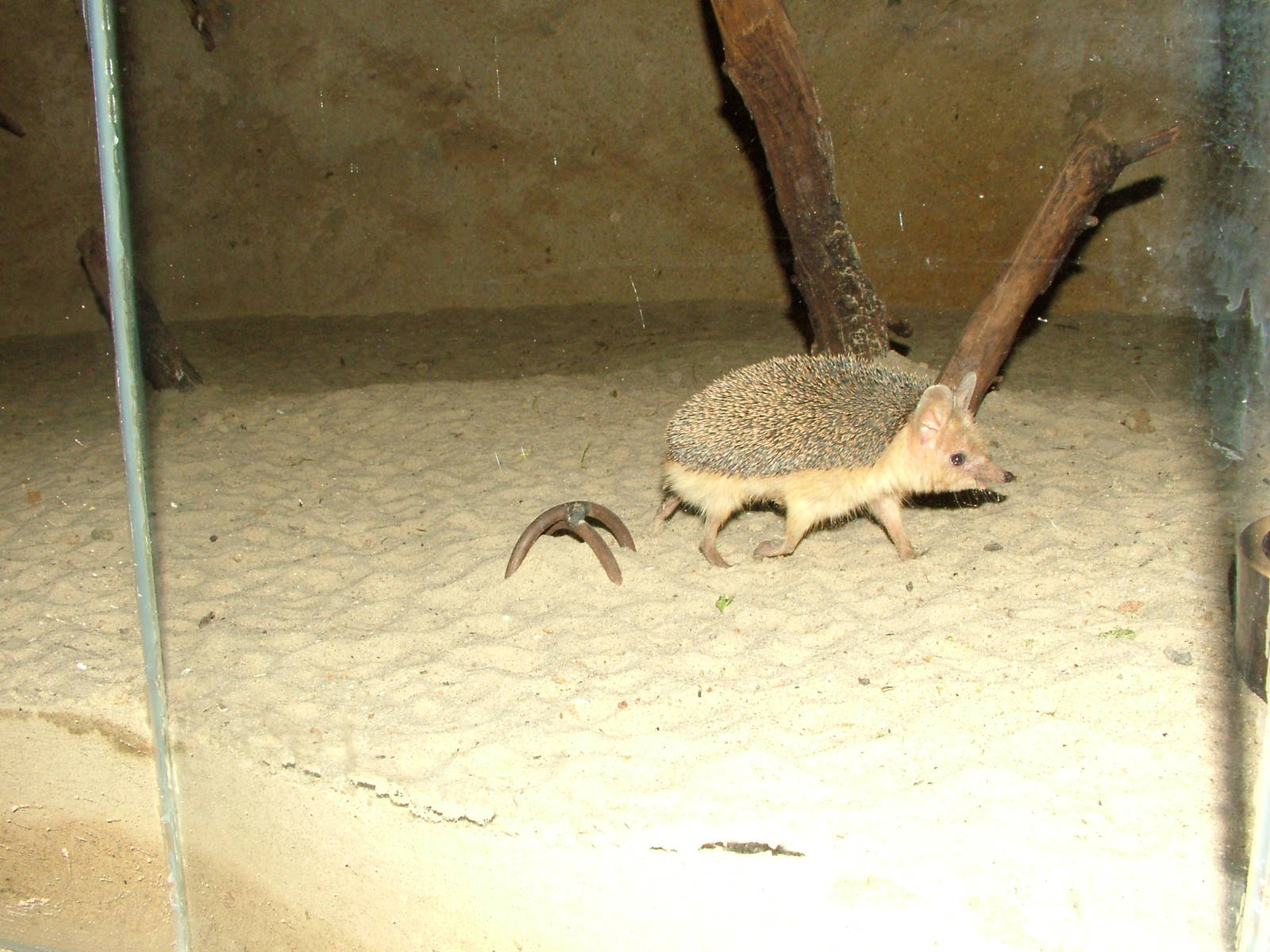 Long-eared Hedgehog at Jihlava, 31/05/10