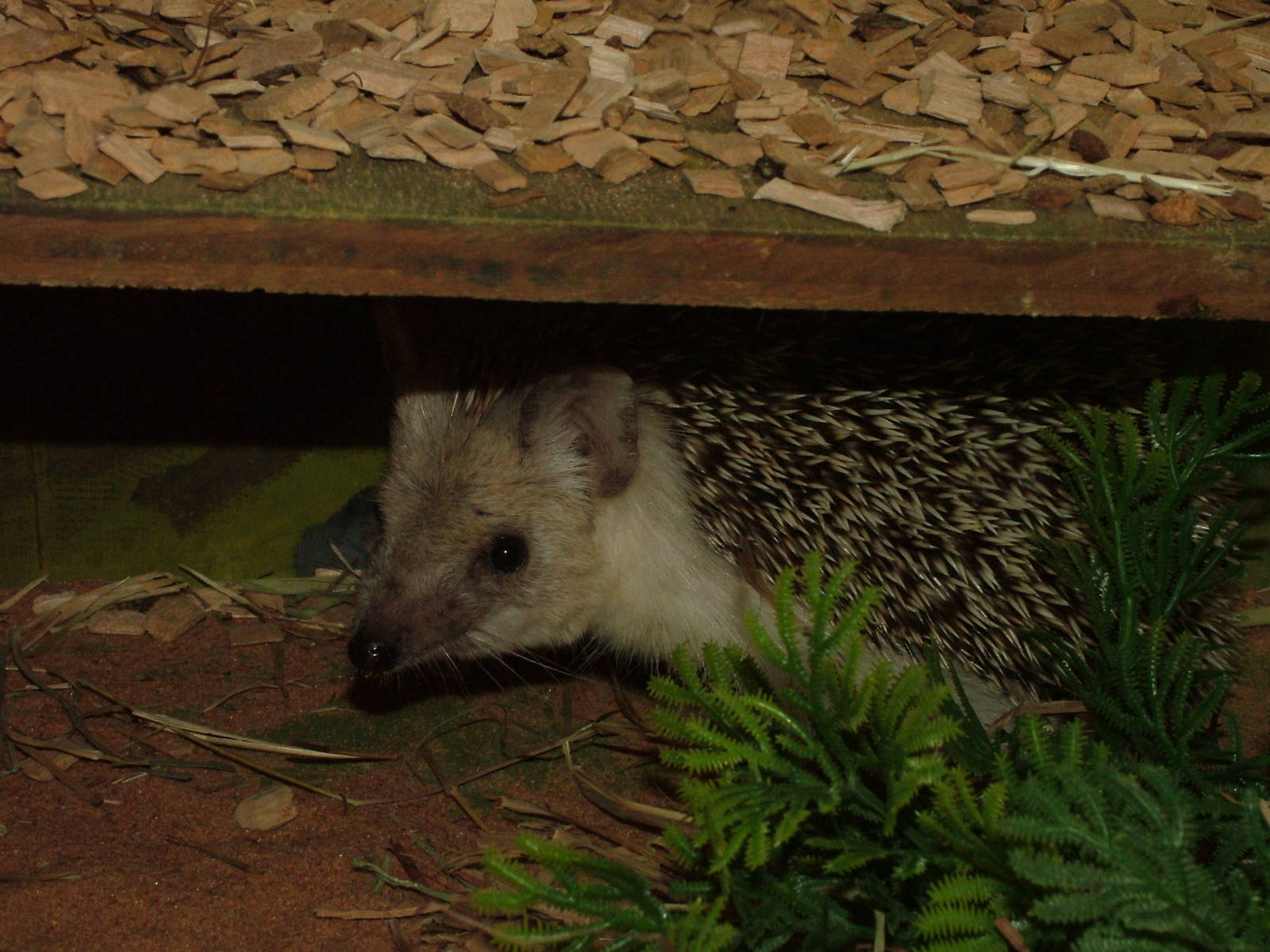Long-eared Hedgehog at Tropical Wings 29/11/09