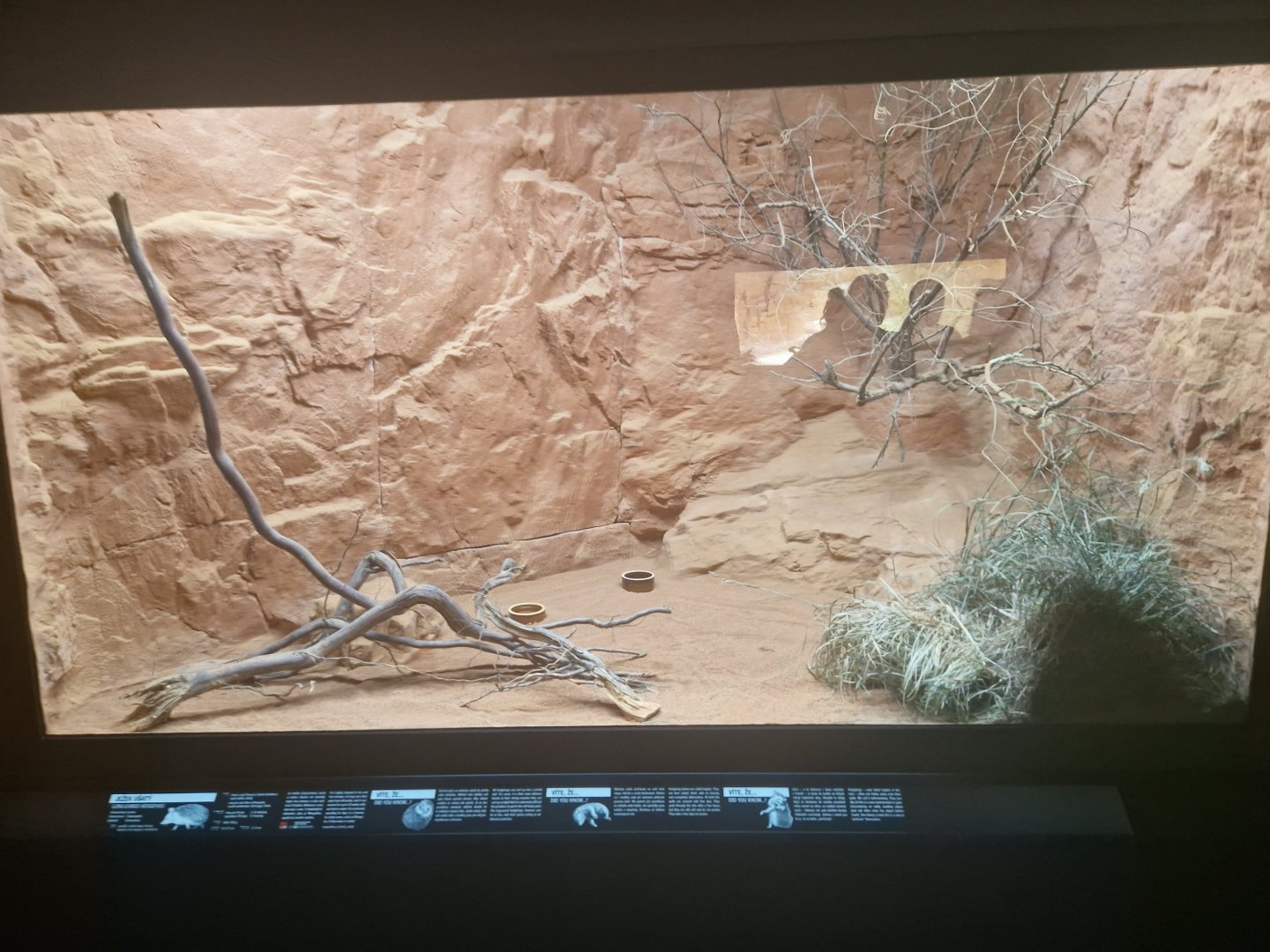 Long-eared hedgehog enclosure