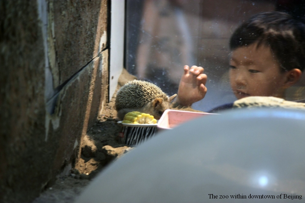 Long-eared hedgehog exhibit