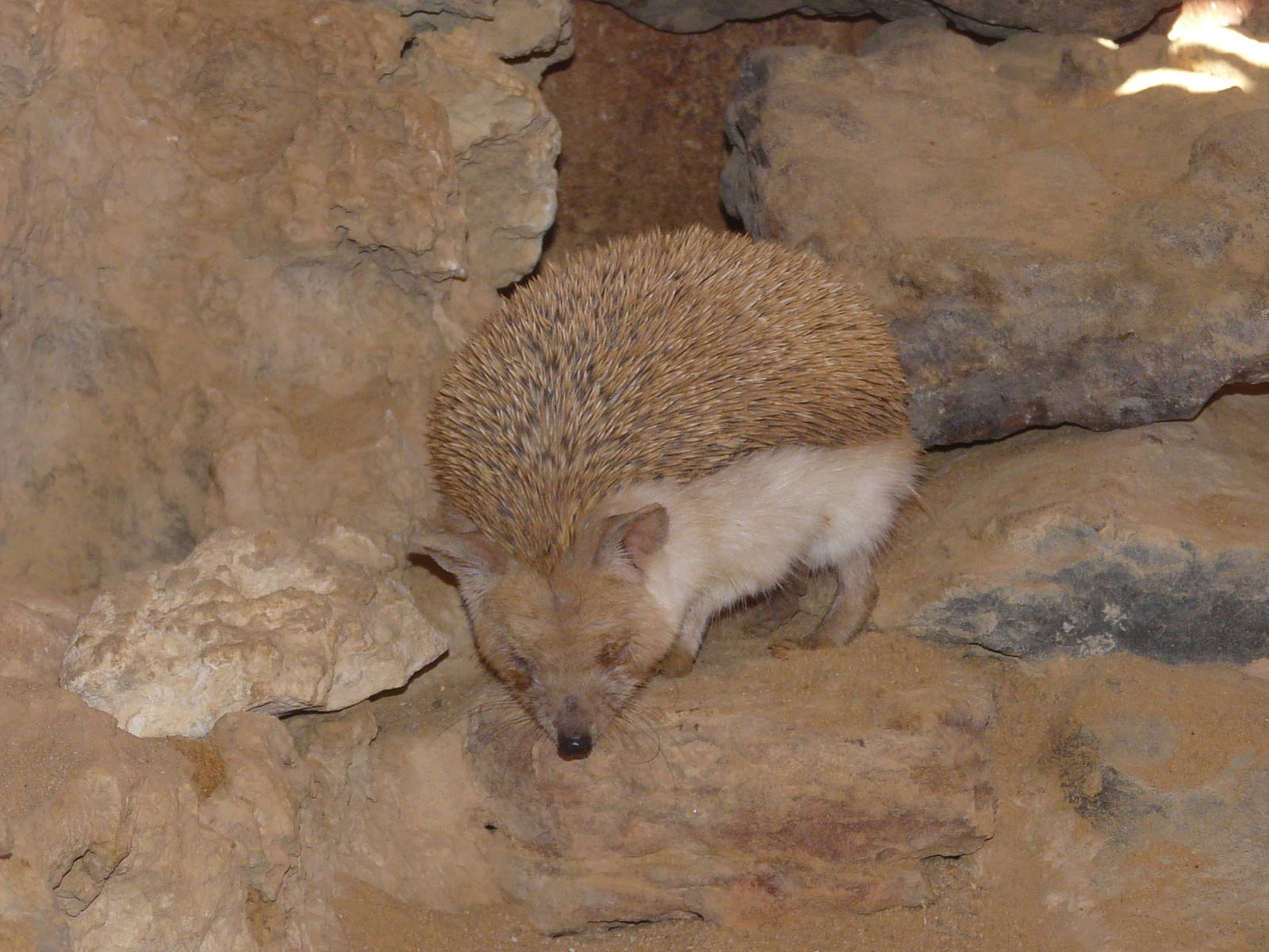 Long-eared hedgehog/ Hemiechinus auritus
