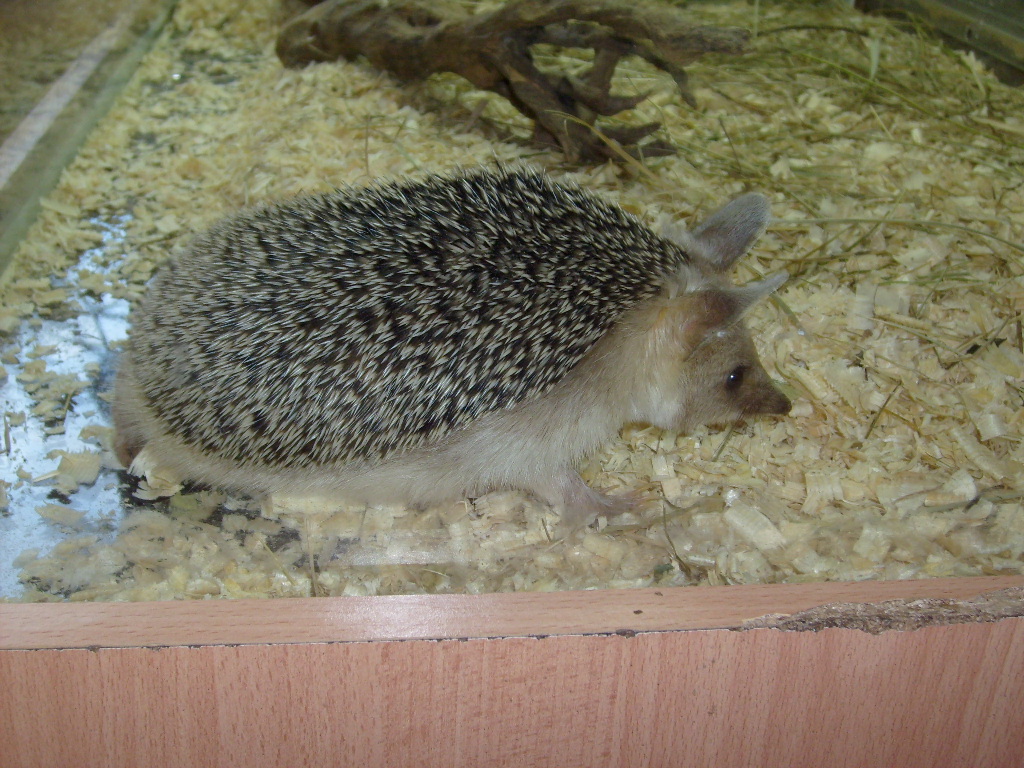 Long-eared hedgehog/Hemiechinus auritus