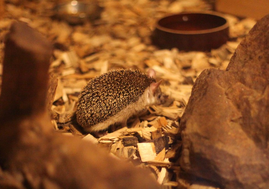 Long-eared hedgehog (Hemiechinus auritus)