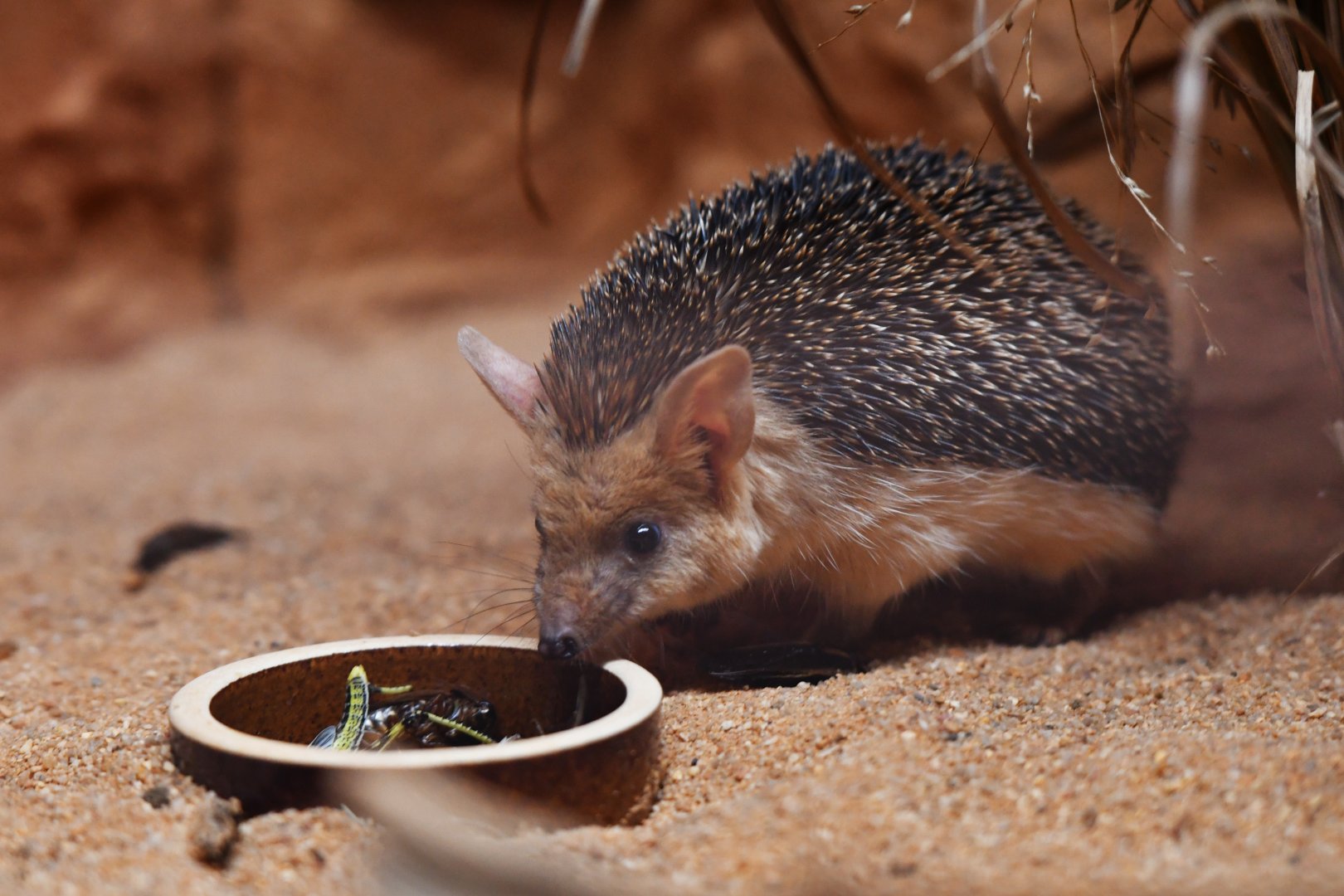 Long-eared hedgehog Hemiechinus auritus