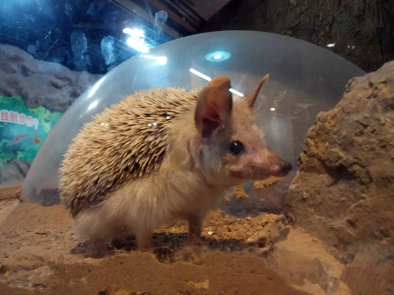 Long-eared hedgehog