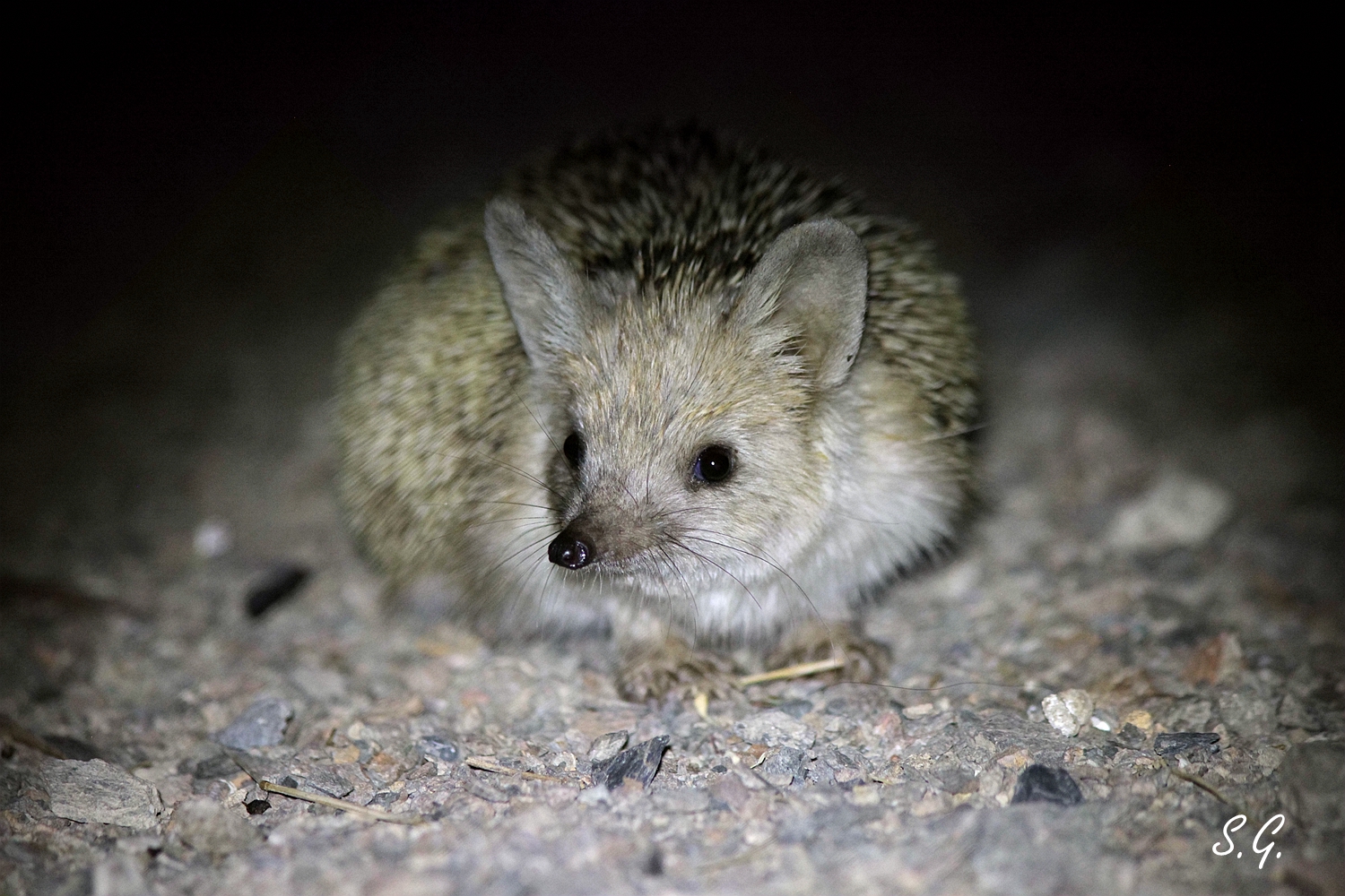 Long-eared hedgehog
