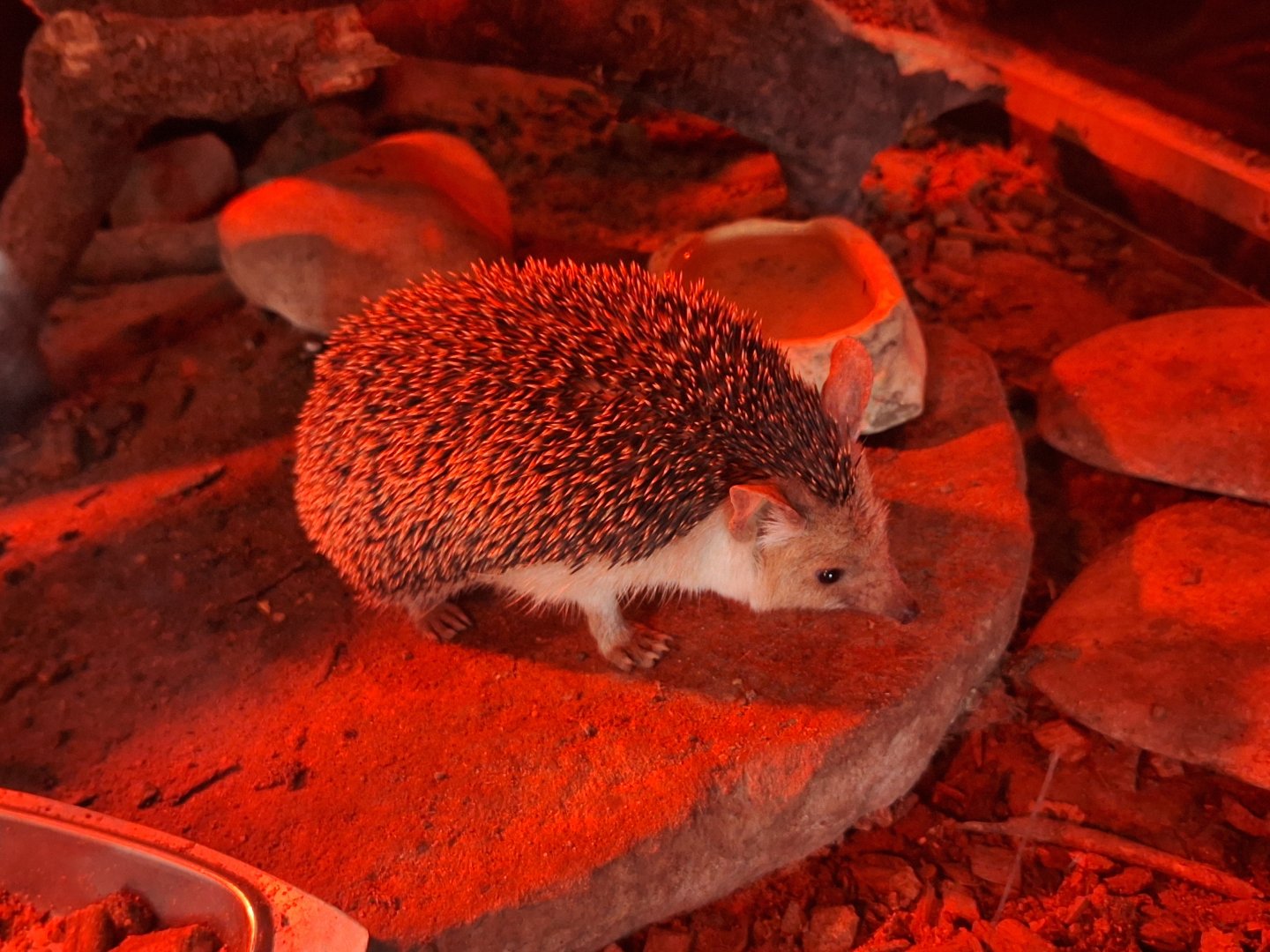 Long-eared Hedgehog