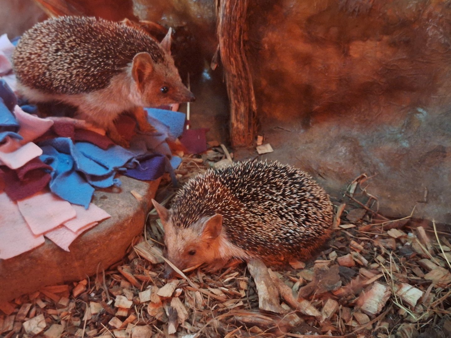 Long-eared Hedgehogs