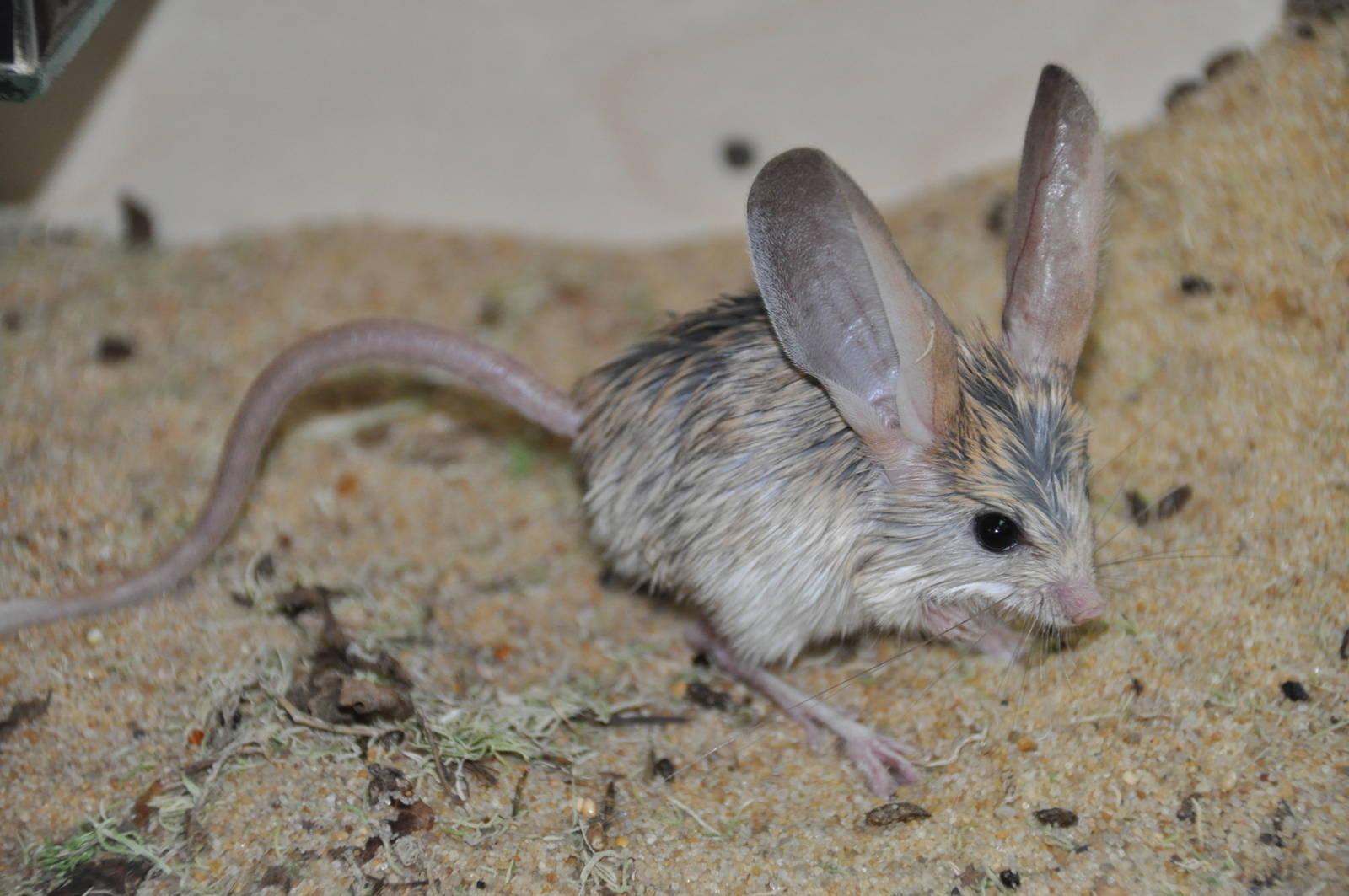 Long-eared jerboa/ Euchoreutes naso