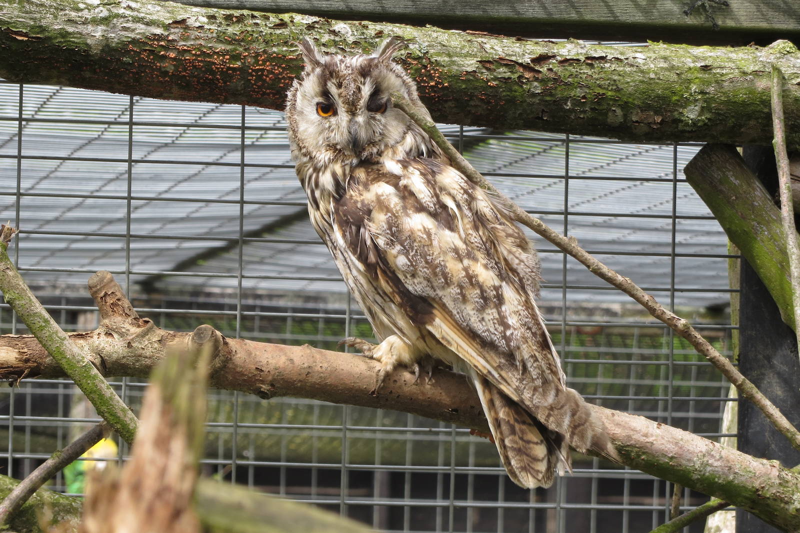 Long-eared Owl 090515