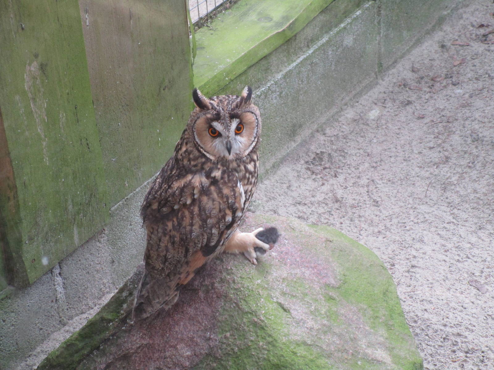 Long Eared Owl - 25/03/15