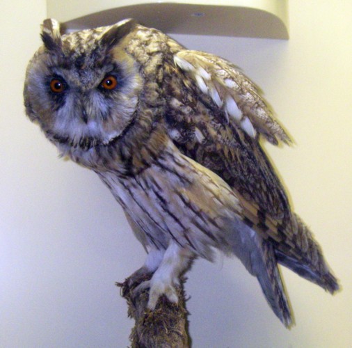 Long-eared Owl (Asio otus) (taxidermy)