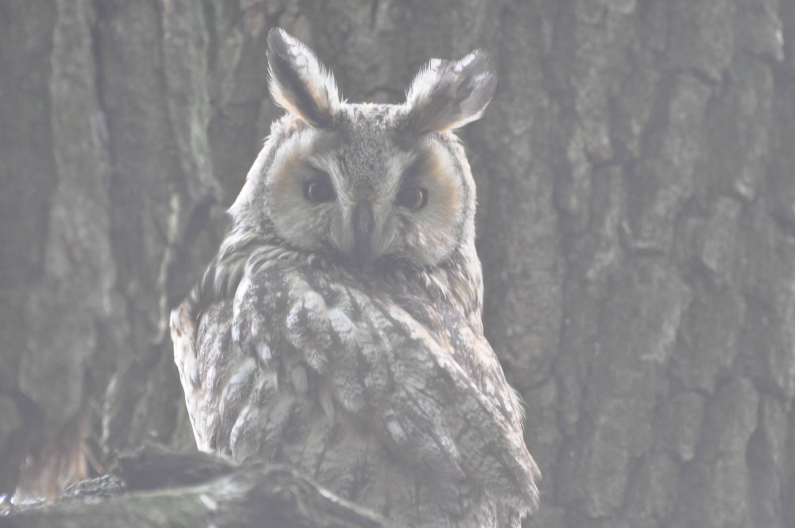 Long-eared owl/ Asio otus