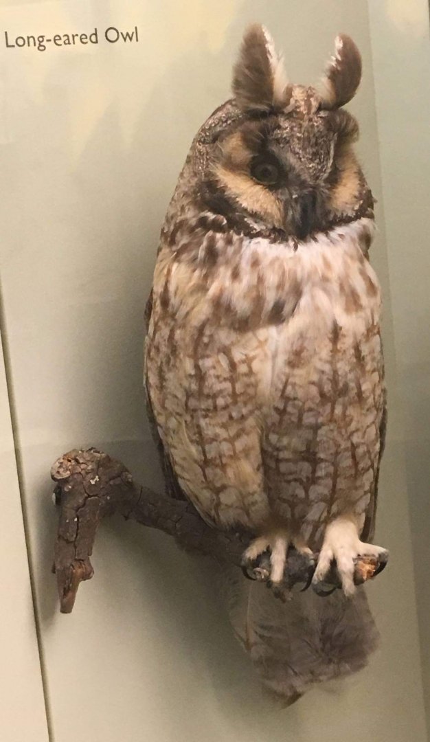 Long eared owl (Asio otus)