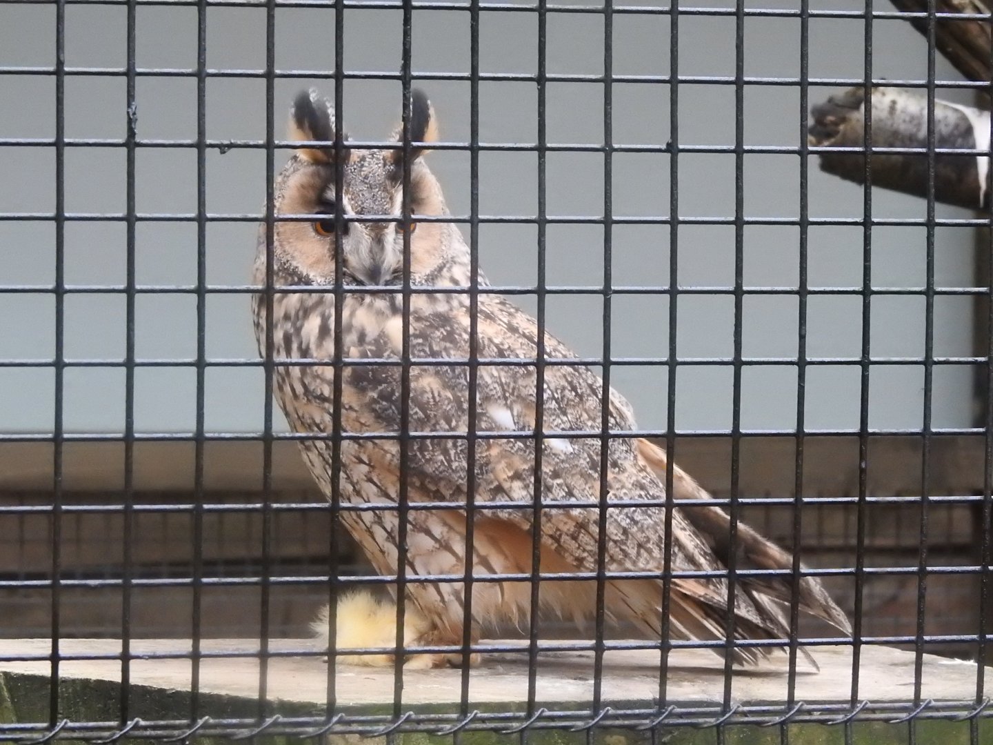 Long-Eared Owl (Asio otus)