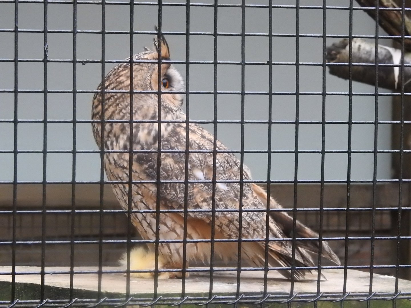 Long-Eared Owl (Asio otus)