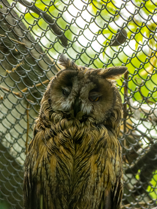 long-eared owl (Asio otus)