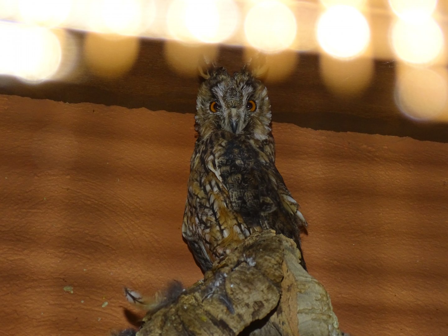 Long-eared owl (Asio otus)