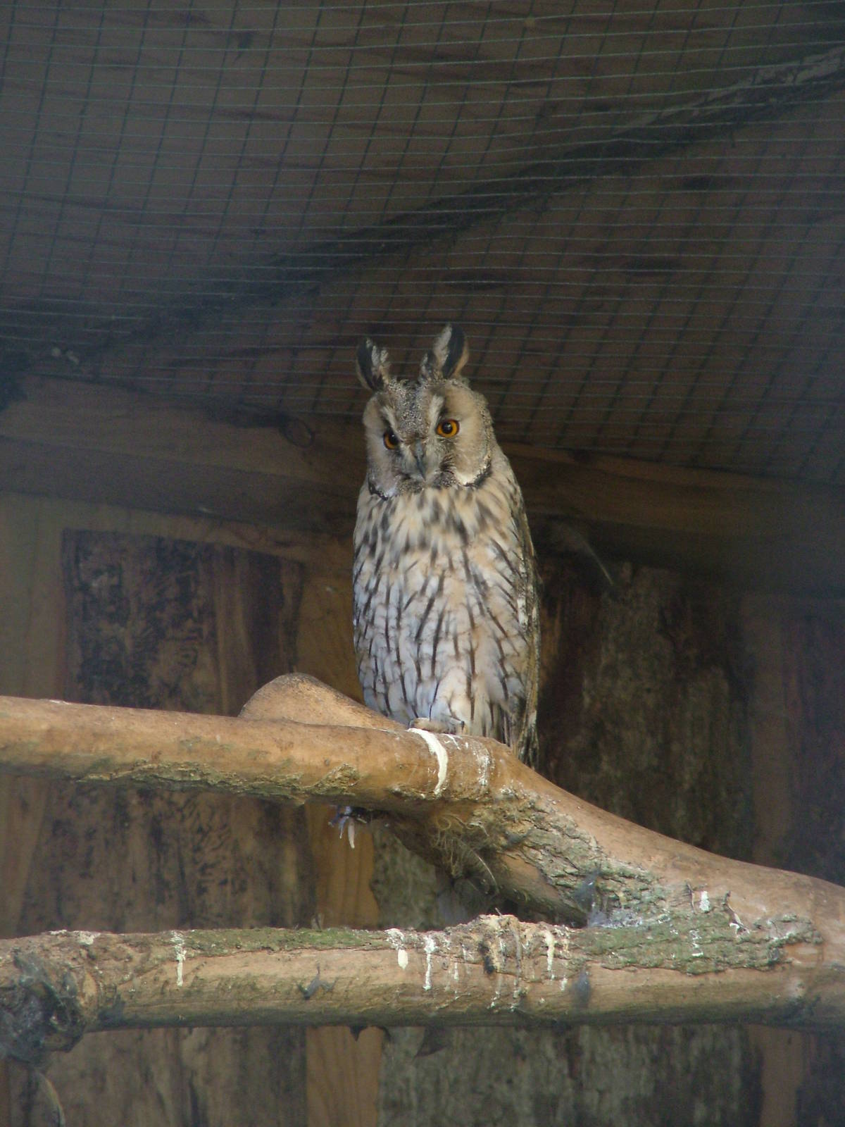 Long-eared Owl at Cotswold Falconry 20/09/09