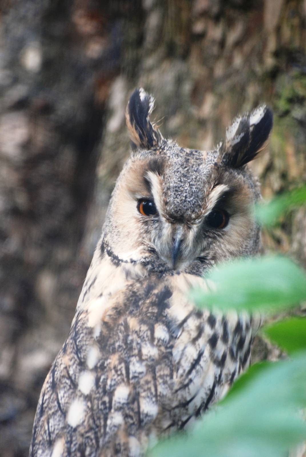 Long-eared Owl at Cotswold Falconry Centre, 13/09/13