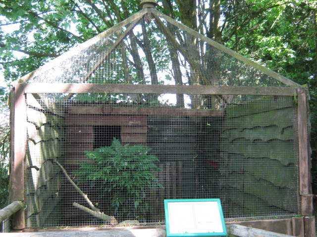 Long-eared Owl aviary, containing Edward.