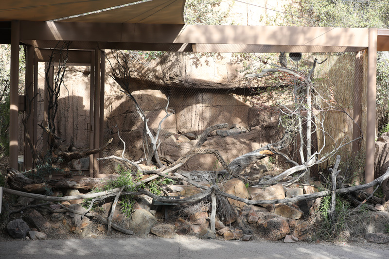 long-eared owl aviary