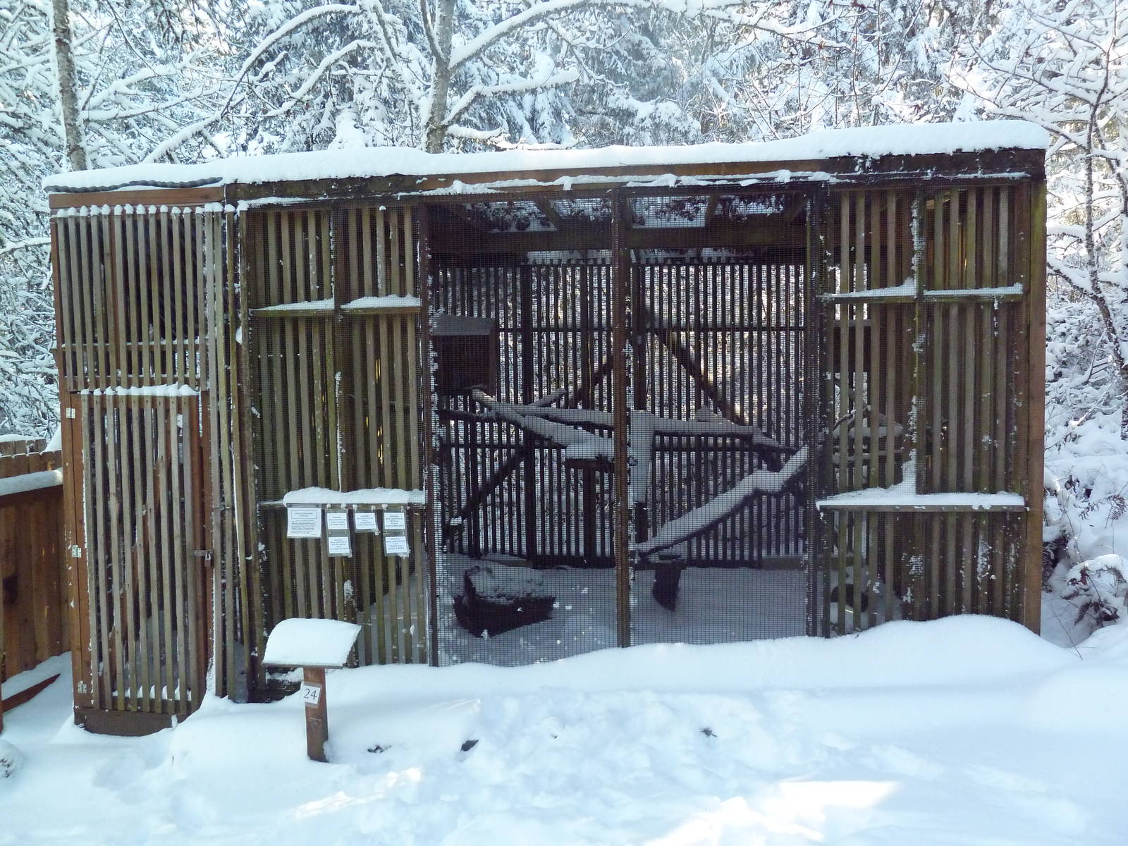 Long-Eared Owl Exhibit