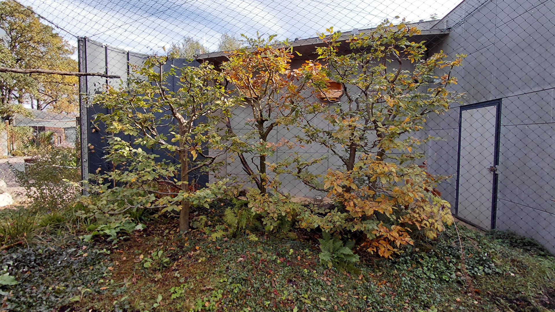 Long-eared owl exhibit