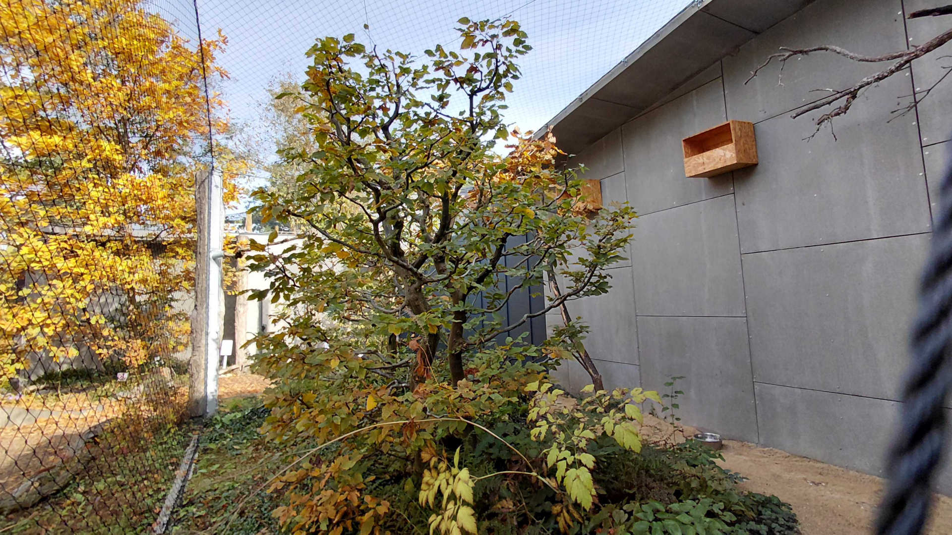 Long-eared owl exhibit