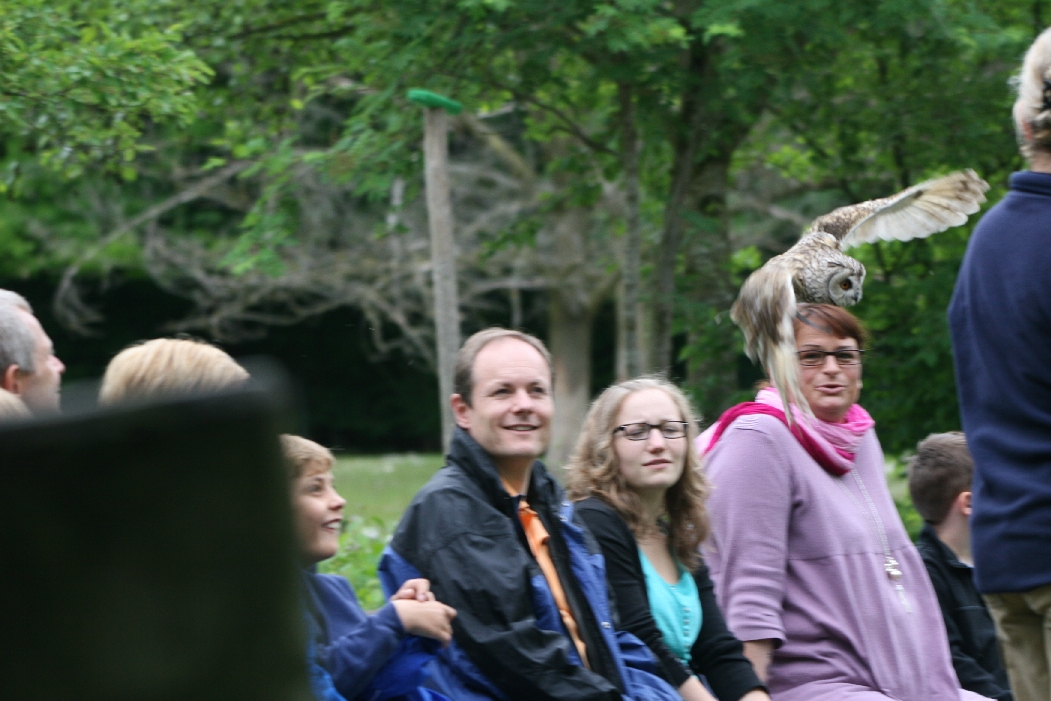 Long-eared Owl in Flight