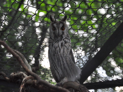 Long-eared Owl in Kishinev Zoo
