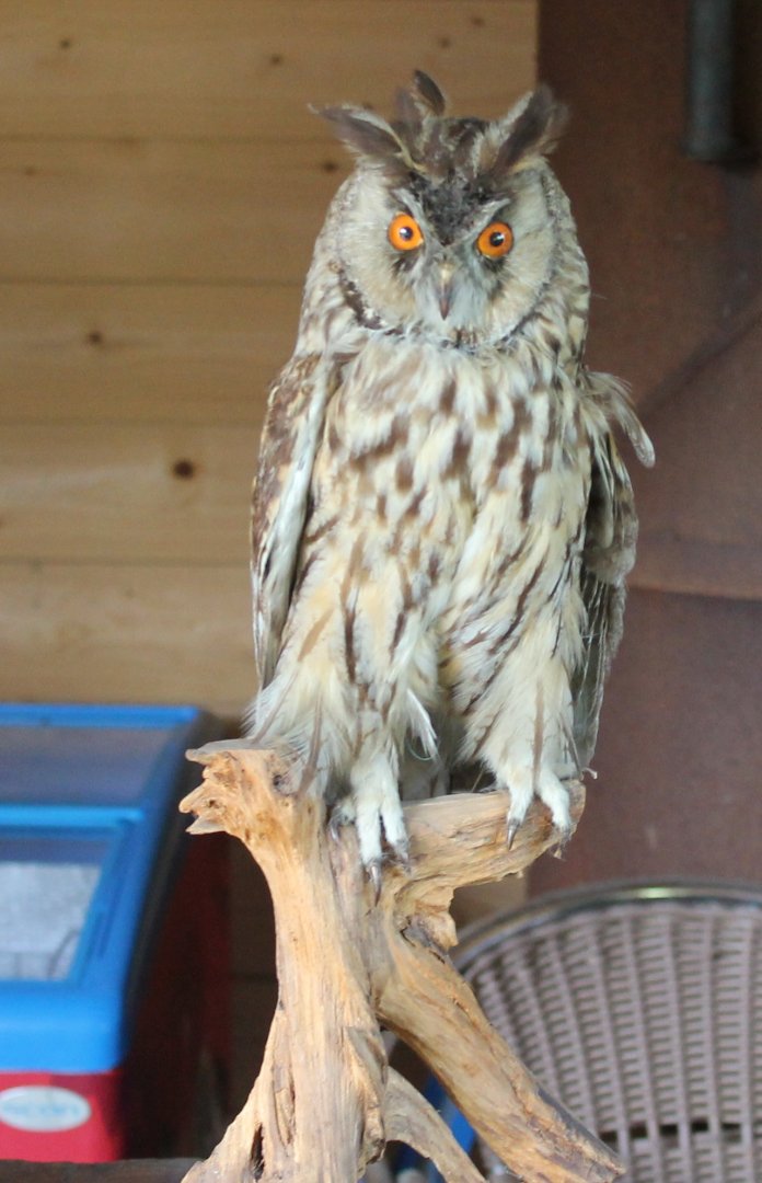 Long-eared owl-specimen