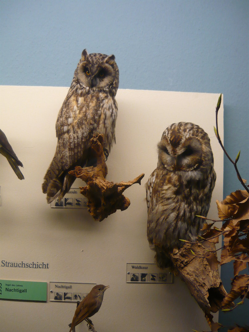 Long-eared owl, tawny owl and nightingale